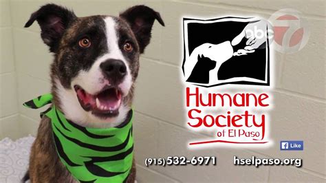 El paso humane society - El Paso Zoo and Botanical Gardens Friday – Sunday 10:00 am to 4:00 pm. TAILS AT THE TIMES ADOPTION CENTER 501 E. Mills, El Paso, TX 79901 Open seven days a week 12:00 pm to 6:00 pm. Services & Resources. Found Pet Resources; Finding Your Lost Pet; Spay/Neuter Services; Animal Protection Field Operations;